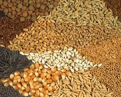 Европа запрещает египетские семена