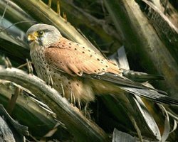 Киевский зоопарк отпустит на волю 10 животных  