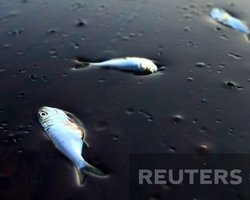 Горепродукты. Последствия катастрофы в Мексиканском заливе