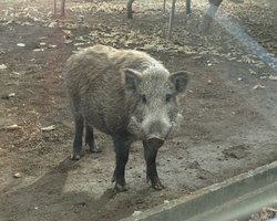 У радіоактивних свиней-мутантів з'явилися нові тривожні здібності