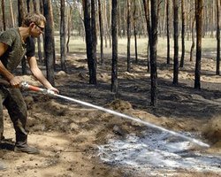В Винницкой области сгорели 3,5 га молодого леса