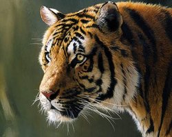 Прокуратура: Клетка с тигром в Киевском зоопарке была открыта