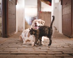 В Украине ужесточат правила содержания животных: что изменится