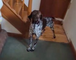 Мисливський собака проти кота: хто виявився сміливішим насправді (відео)