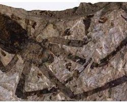В Китае нашли останки гигантского доисторического паука