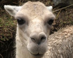 В Киевском зоопарке объяснили, почему умерла лама