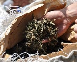 Президент Гватемалы хочет создать регулируемый рынок наркотиков