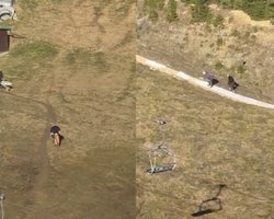 Буковель готують до свят: у мережі показали, як сніг тачками підвозять на схили (відео)