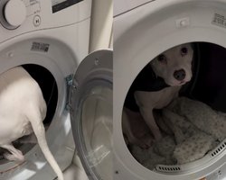 Где прячется собака, когда гремит гром: трогательные кадры стали вирусными (видео)