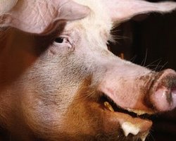 Хряка Фунтика вернули на ферму под Киевом