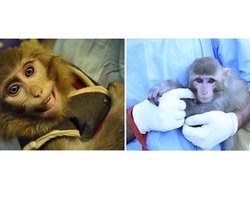 Иран заподозрили  в подмене космической обезьяны, - СМИ