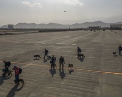 Разместили в креслах: американские военные эвакуировали из Кабула служебных собак (фото, видео)