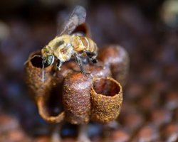 Революция в истории Земли: впервые в истории древние пчелы получили юридические права