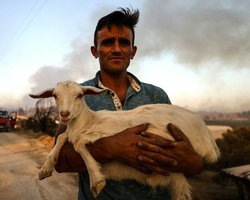 Пожары в Турции: сгорели целые села, жители спасают коров и черепах (фото, видео)