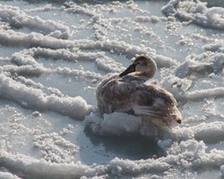 Январь 2012 года вошел в двадцатку самых теплых за всю историю наблюдений