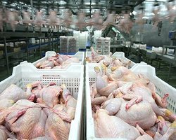 Присяжнюк: Украине пора наладить экспорт мяса птицы