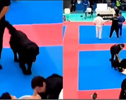 Подумав, що кривдять: собака кинувся "визволяти" хазяїна під час турніру з джиу-джитсу (відео)