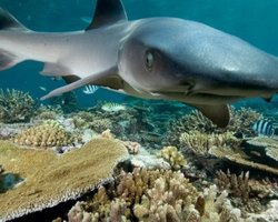 В Египте пьяный серб убил акулу собственным задом