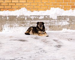 Власників собак почали штрафувати за тримання тварин на ланцюгу, — ЗМІ
