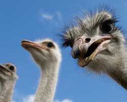 3аповедник "Кийловская Аскания". Единение с природой невдалеке от столицы