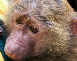 В Киевском зоопарке зверям приготовили чай и обогреватели