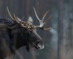 36 кг за одне літо: названо тканину, яка у ссавців росте найшвидше