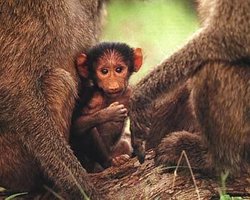 В Киевском зоопарке родился павиан