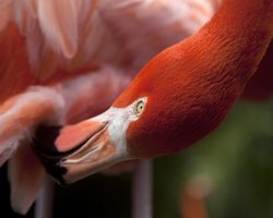 В Киевский зоопарк вместо уникальных фламинго завезли распространенных птиц