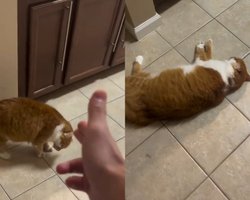 Ідеальна гра на Оскар: кіт проявив акторські здібності та підкорив мережу (відео)