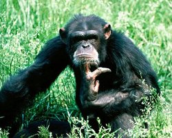   В киевском зоопарке умер шимпанзе 