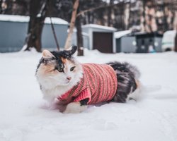 Мокрый снег, дождь и резкое похолодание: какой будет погода в Украине на выходных, — Диденко