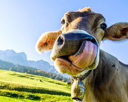 Вакцина превратит детей в коров-демонов: во что верило первое антипрививочное движение в мире