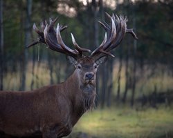В Україні застрелили унікального оленя: власник каже, що це було замовне вбивство