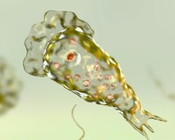 Нова зростаюча загроза для людей: людство лякають амебами, що пожирають мозок