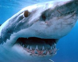 В Красном море выловили двух акул 