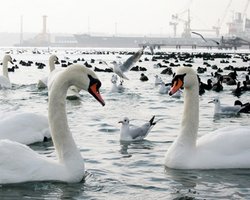 В Ильичевске спасают из ледового плена лебедей