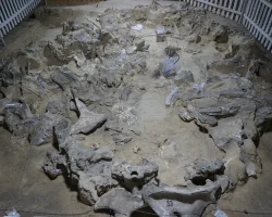 Пережили не одну зиму: предки украинцев строили жилища из костей мамонтов 18 000 лет назад (фото)