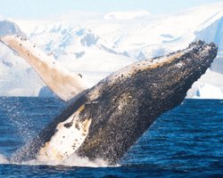 Антарктичне шоу: горбатий кит здивував українських полярників біля станції Вернадський (фото)