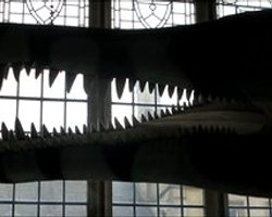 В британском музее показали череп самого ужасного динозавра