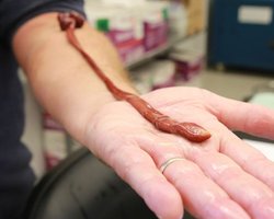 Гігантський стрічковий черв'як виявився найстарішим у світі: скільки років рекордсмену (фото)