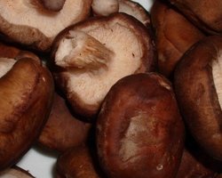 В грибах из Фукусимы обнаружили высокий уровень радиации