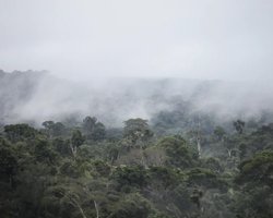 Что-то странное происходит в Амазонии: Земля не видела такого десятки миллионов лет