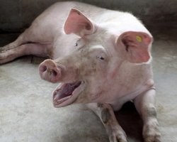 Свиня на дроні спровокувала 10-годинний блекаут у Китаї (відео)