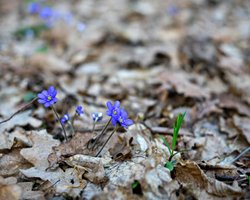 Очікується похолодання до -13: синоптик дав прогноз погоди на березень