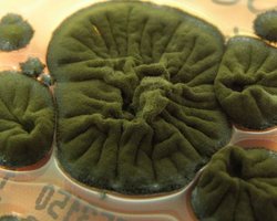 Називає радіоактивну будівлю своєю домівкою: Чорнобильська АЕС стала притулком для "супергероя"