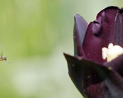 В Киеве открылась выставка цветов, посвященная чемпионату Евро-2012