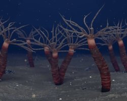 Медуза Горгона мешкала на Землі 450 млн років тому: який вигляд мав древній предок медузи (фото)