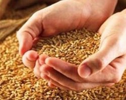 Государство не будет продавать квоты на зерно с аукциона