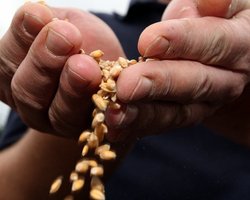 Готовясь к мировому зерновому лидерству, украинские аграрии назвали свой выбор между ЕС и ТС