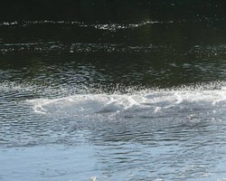 Загрязнение движется по Десне к Киевской области: ориентировочные даты ухудшения воды в регионе